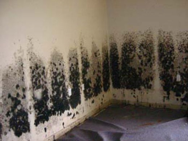 Mold and Mildew Removal Hayward, CA
